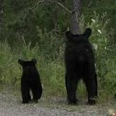Lily and Hope Lily and Hope, the famous black bear mom-and-daughter duo